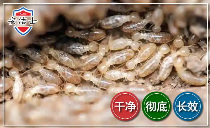 龙游白蚁防治