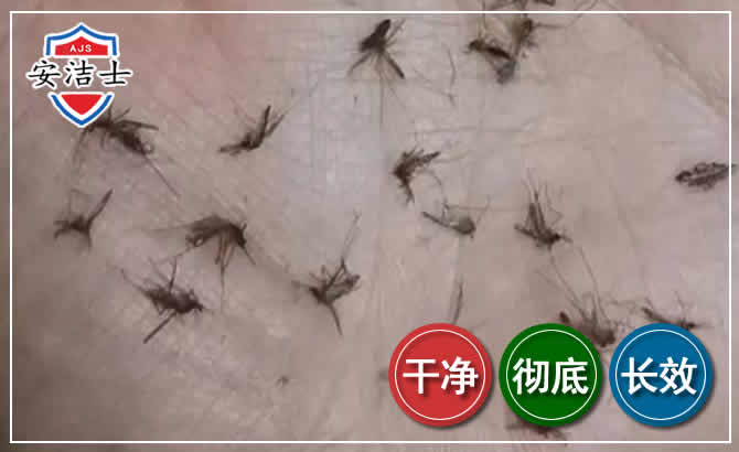龙游蚊子防治-灭蚊
