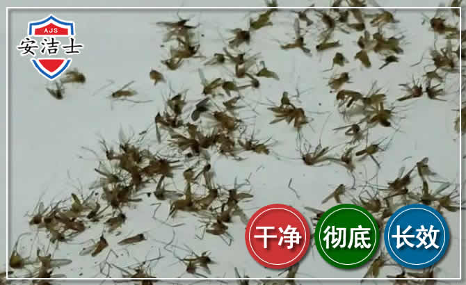 龙游苍蝇防治-灭蝇