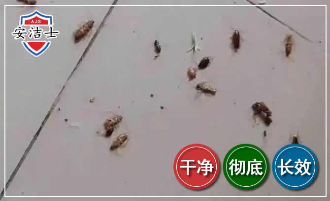 龙游蟑螂防治-灭蟑螂