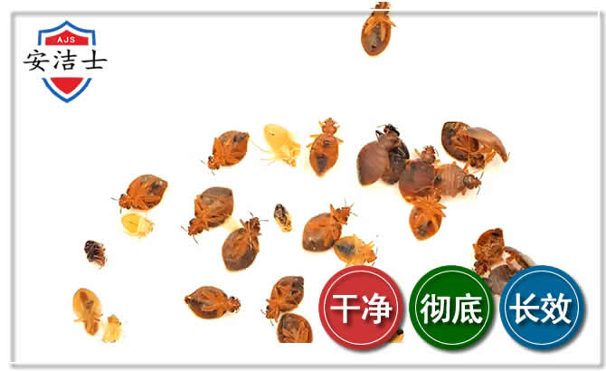 龙游臭虫防治-消灭臭虫